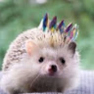 Meet your Posher, Madison